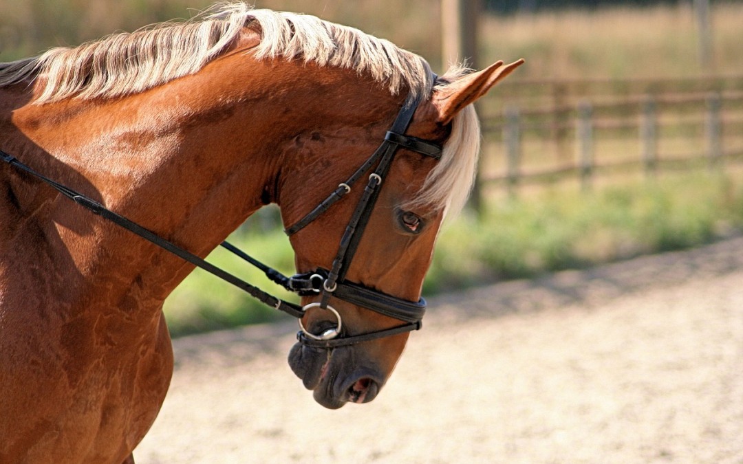 Equestrian Therapy