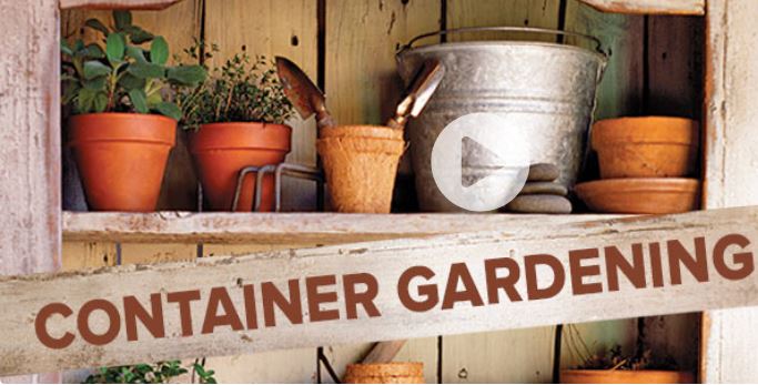How to Grow Anything: Container Gardening Tips and Techniques